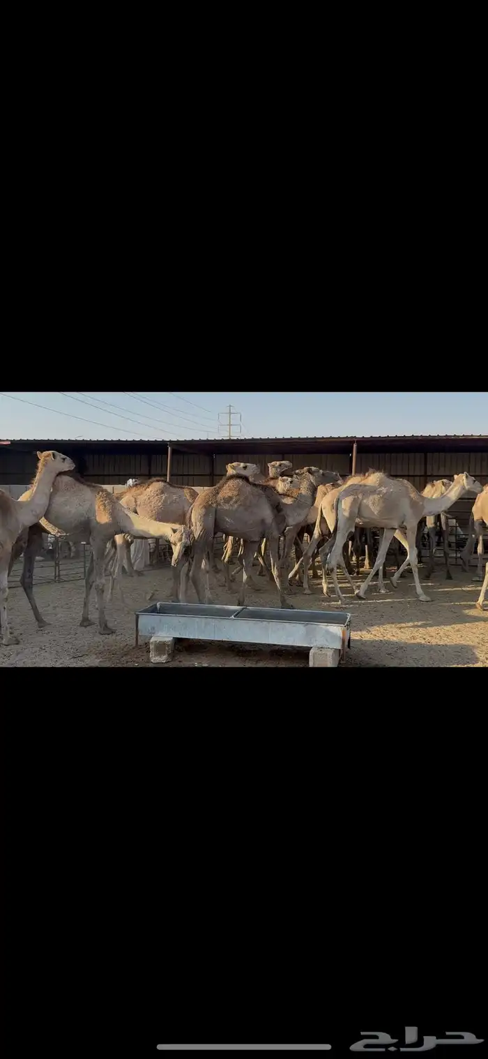 حشو صومالي مربوط 10