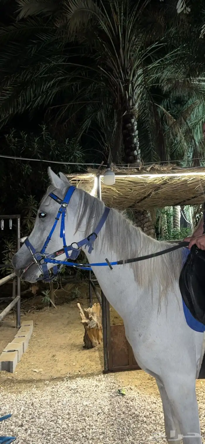 فرس   مهره   لقاح ثقيل باقي لها شهر ولا اقل وتفلي 2