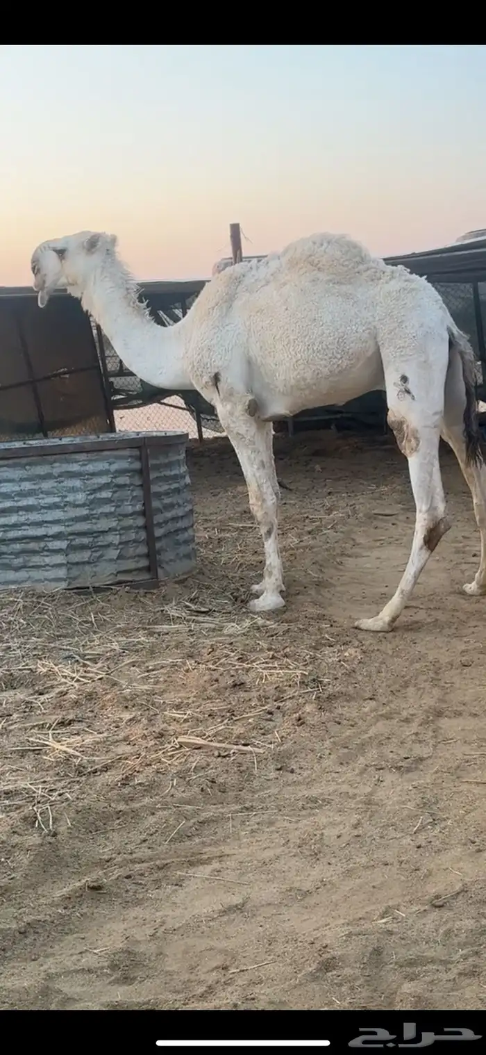 قعود كحيلاني طيب على بعير عبدالمجيد ال عصين ( العديم ) 3