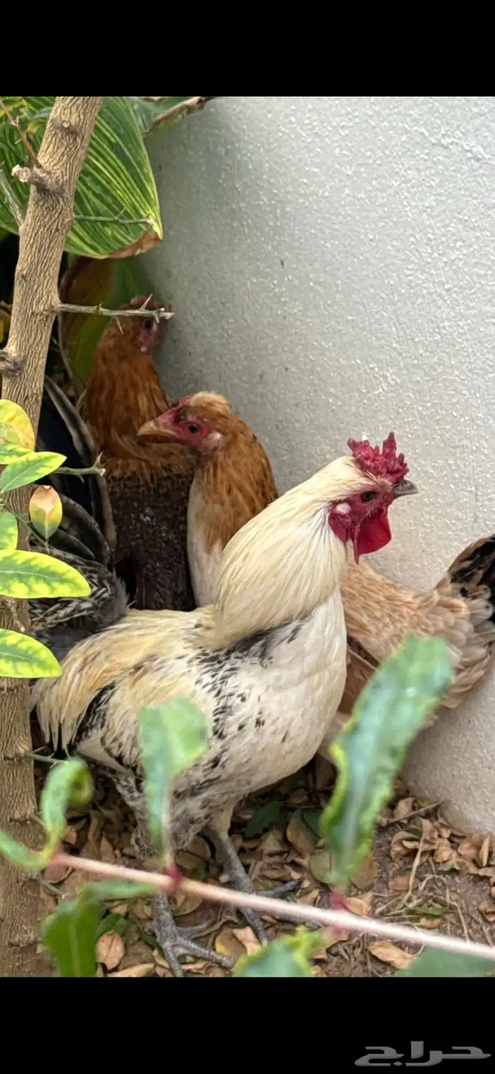 دجاج بلدي للبيع 0