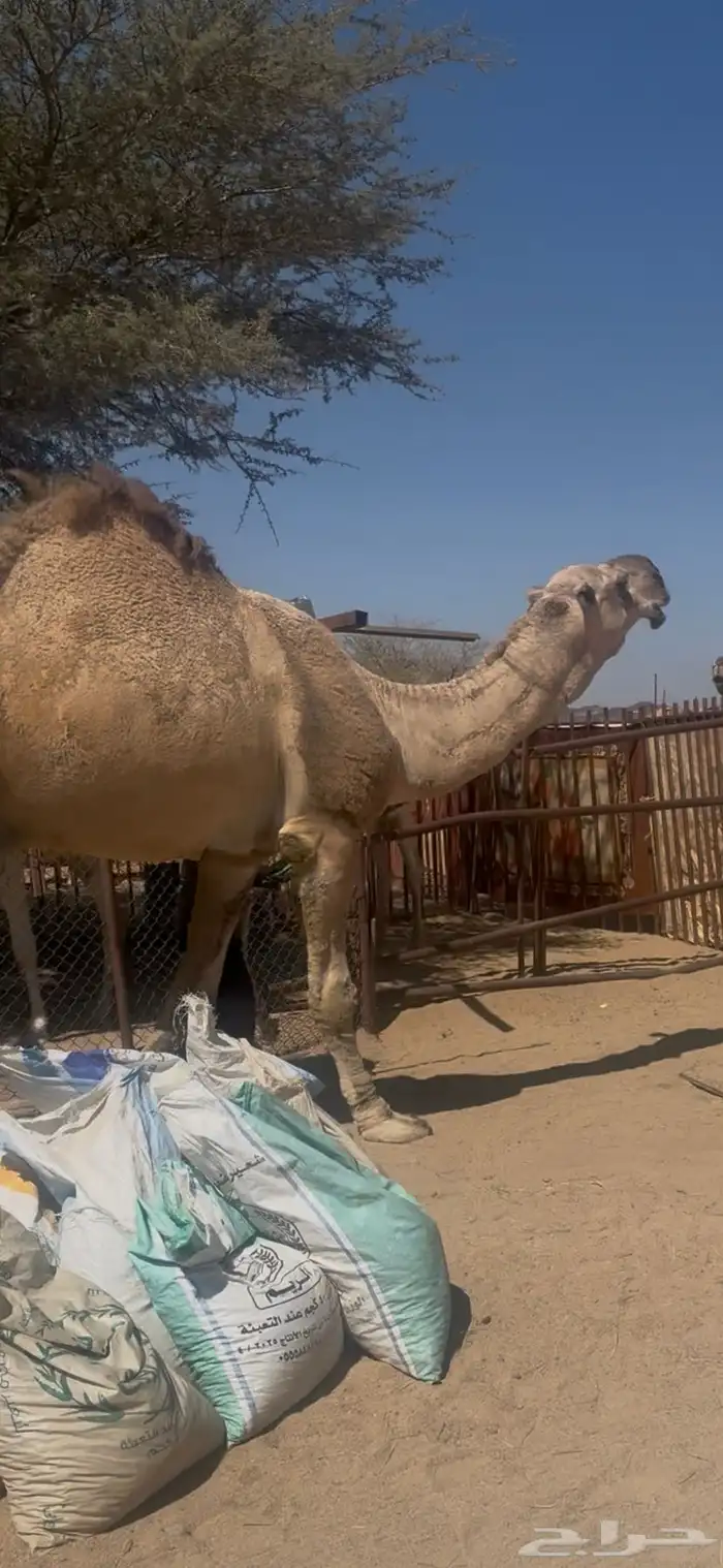 للبيع رباع اشقح مشروط جبر وعظم 3