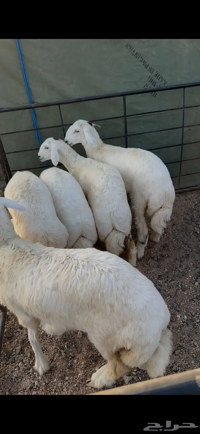 ذبايح طليان ورخال يوجد تقسيط 1