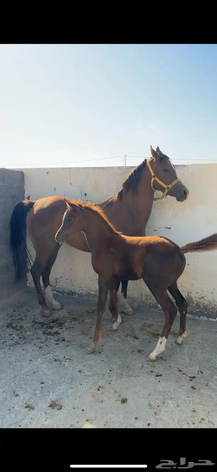 فرس تنافس الواهو ( شعبية ) 8
