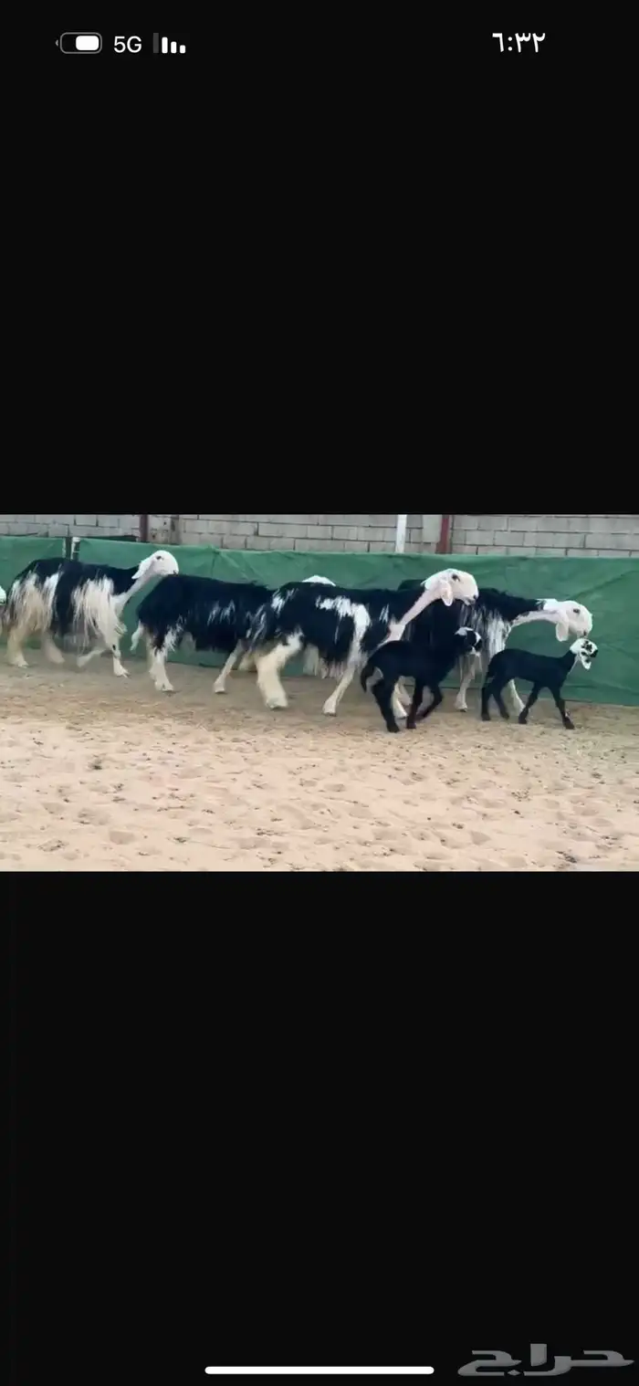 عرض نجد مواليد فاخره 3