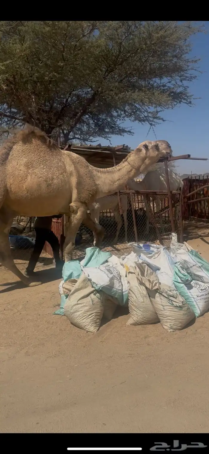 للبيع رباع اشقح مشروط جبر وعظم 1