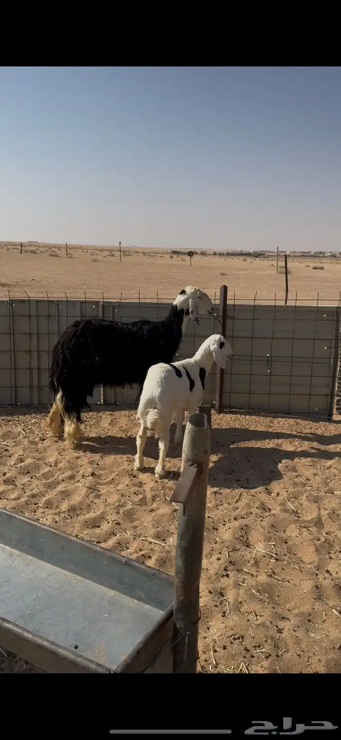 شاه نجدي خلفه رباع 0