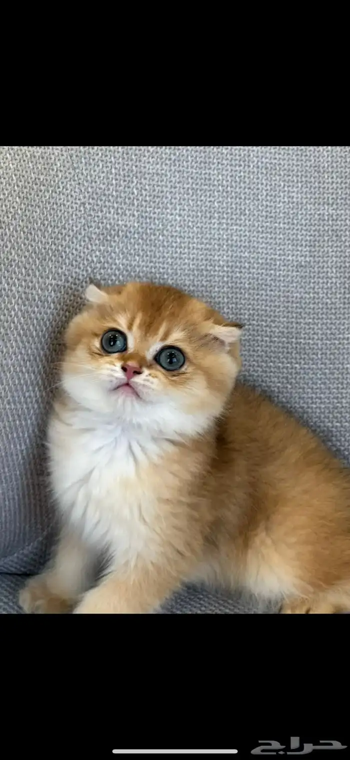 قط سكوتش تربل فولد مستوى عالي جدا 0