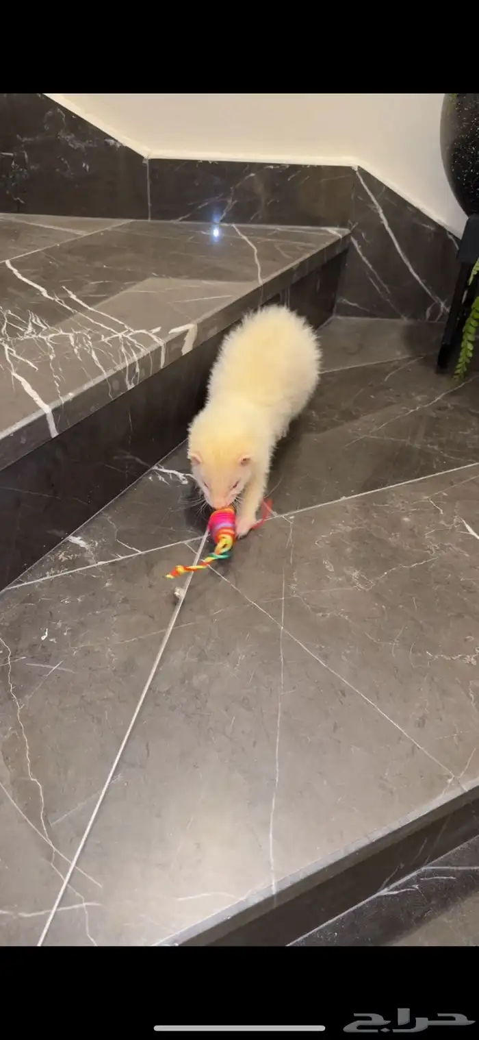 النمس الأوربي 1