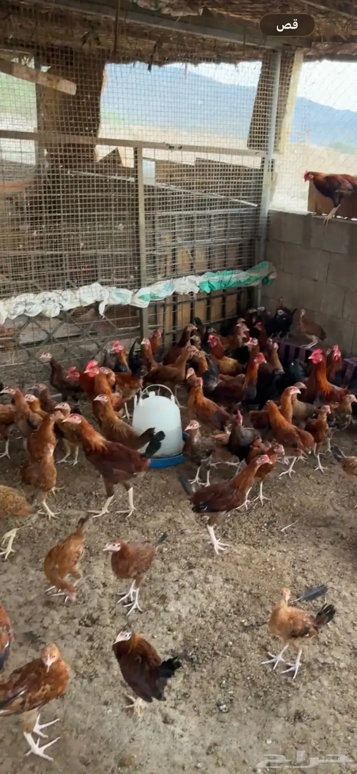 دجاج فرنسي وبلدي للبيع 1