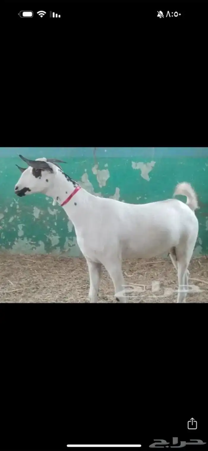 عنز بيشيه سنها جدع مطلع ثني تحتها جفره 0