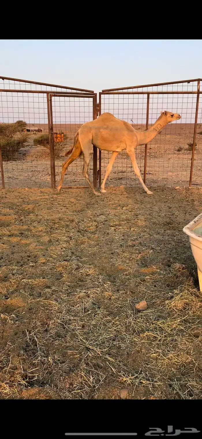 بكره حره الكسيحه 3