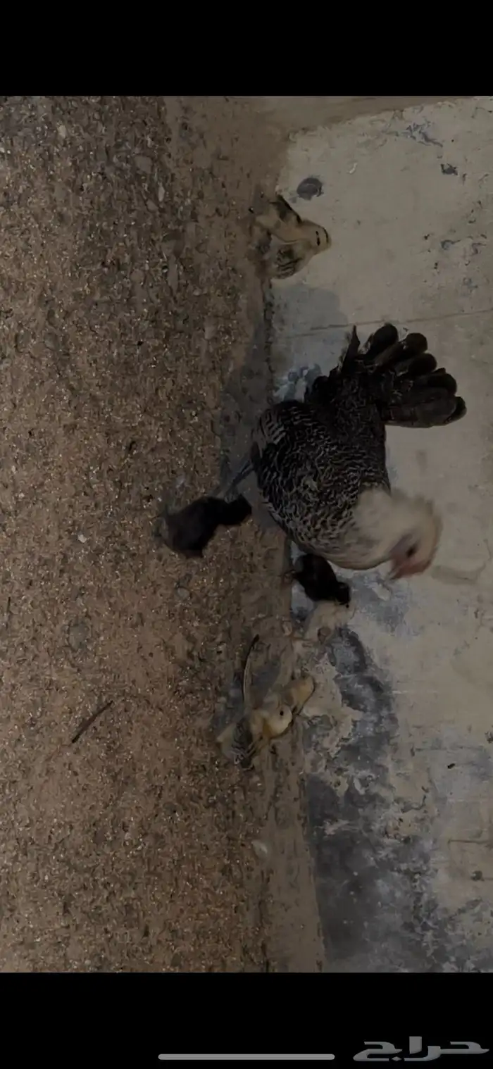 دجاجه معها 9 صيصان للبيع 5