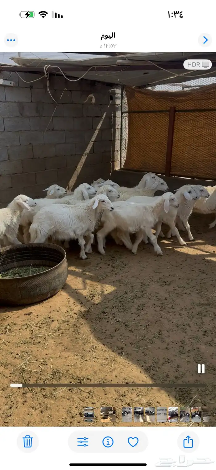 طليان ورخال الموقع محافظة ينبع 3