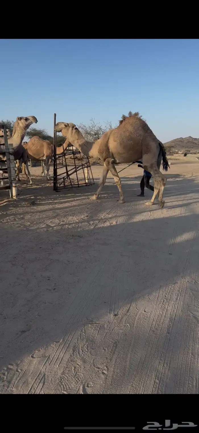 للبيع رباع اشقح مشروط جبر وعظم 5