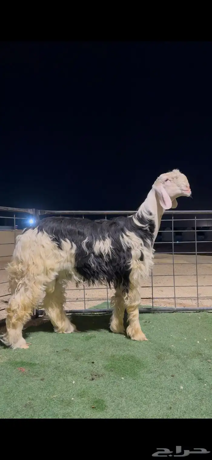 طلي نجدي مشروع فحل معرف فاخر 2