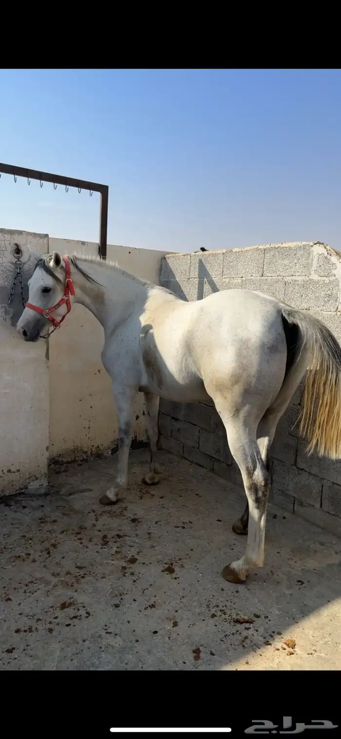 فرس تنافس الواهو ( شعبية من خيول نجد ) 3