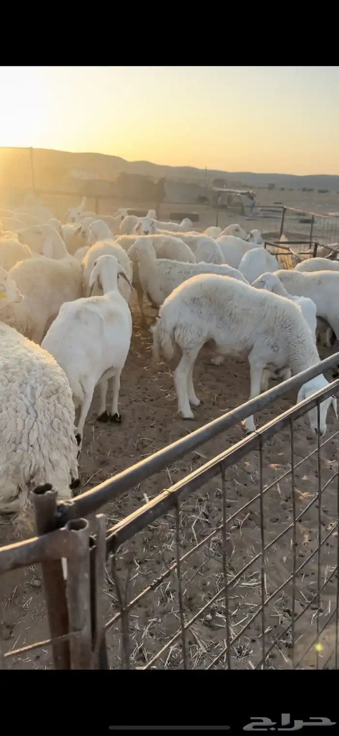 غنم حريه مراح السوم 900 4