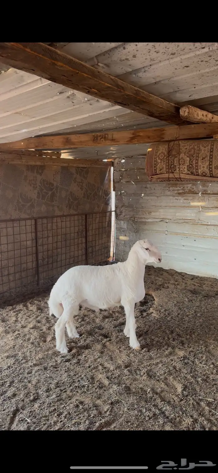 مشروع فحل صنف 0