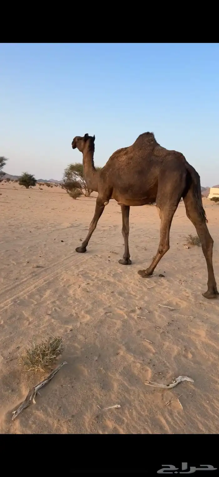 ناقه للبيع 1