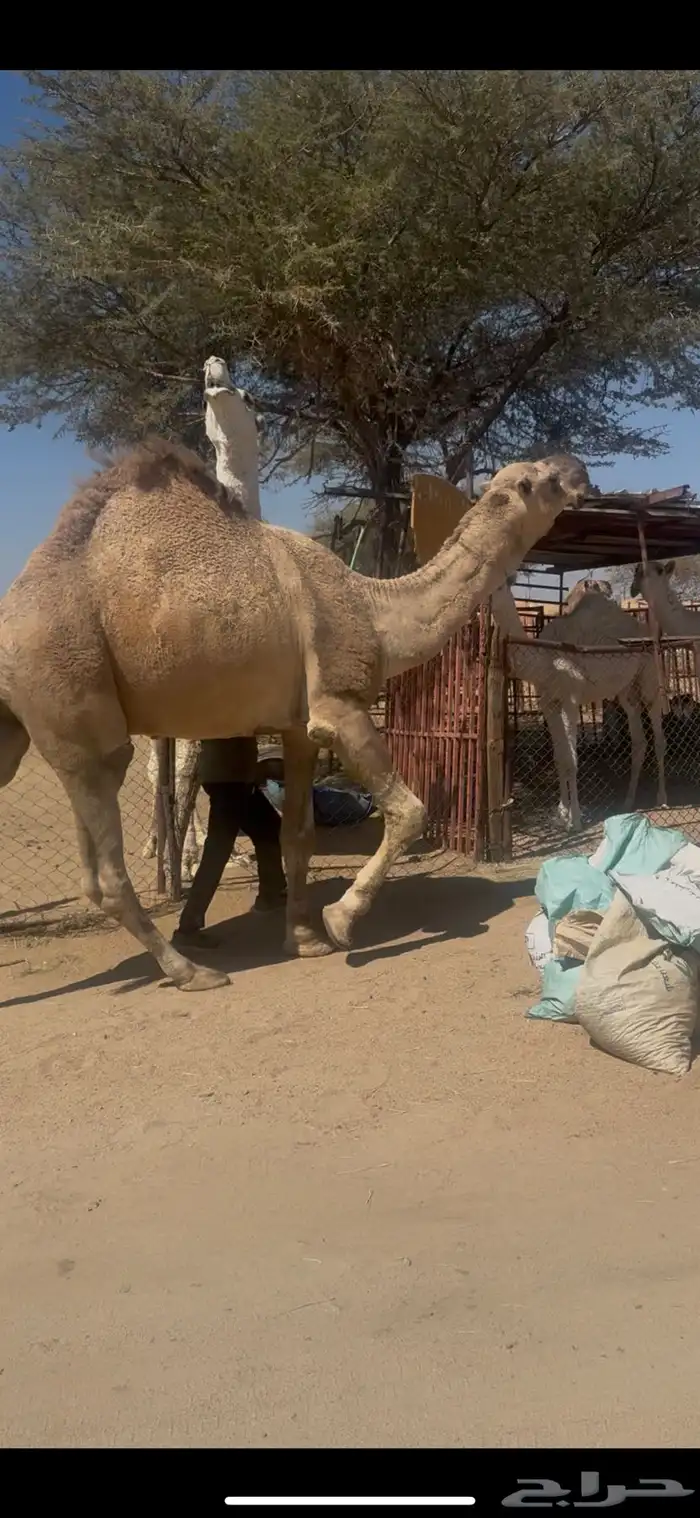 للبيع رباع اشقح مشروط جبر وعظم 2