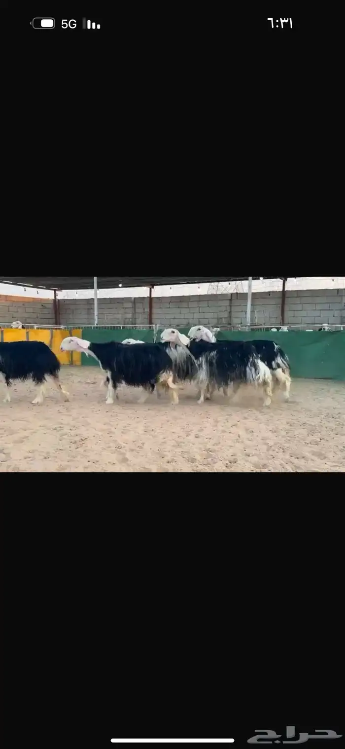 عرض نجد مواليد فاخره 7