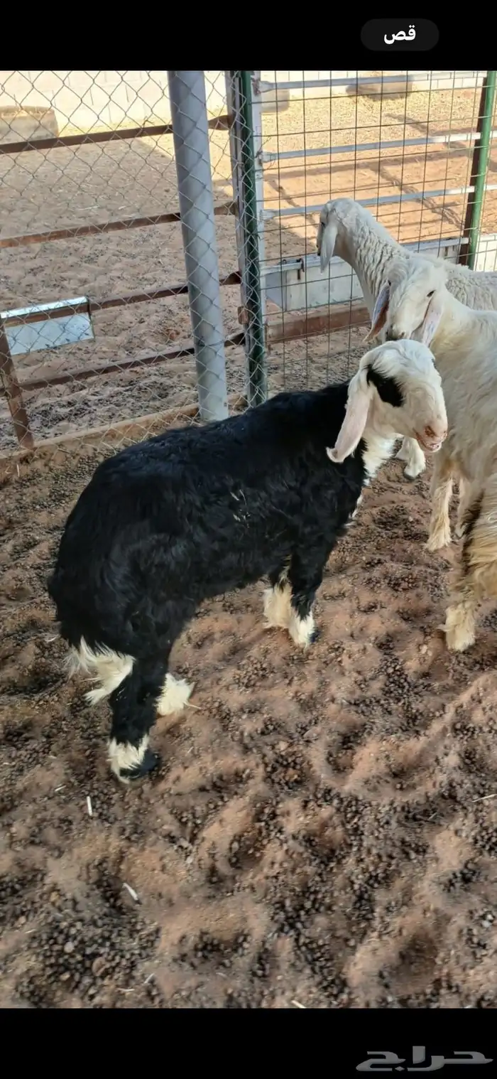 خروف نجدي 11
