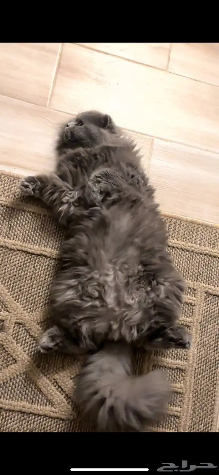 قطط سكوتش للتبني 0