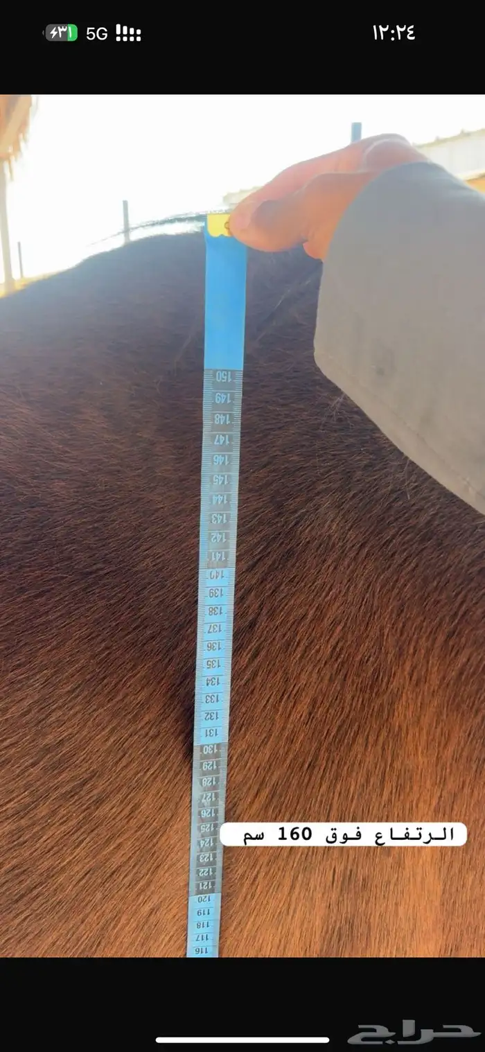 فرس شعبيه لقاح 4 شهور 5