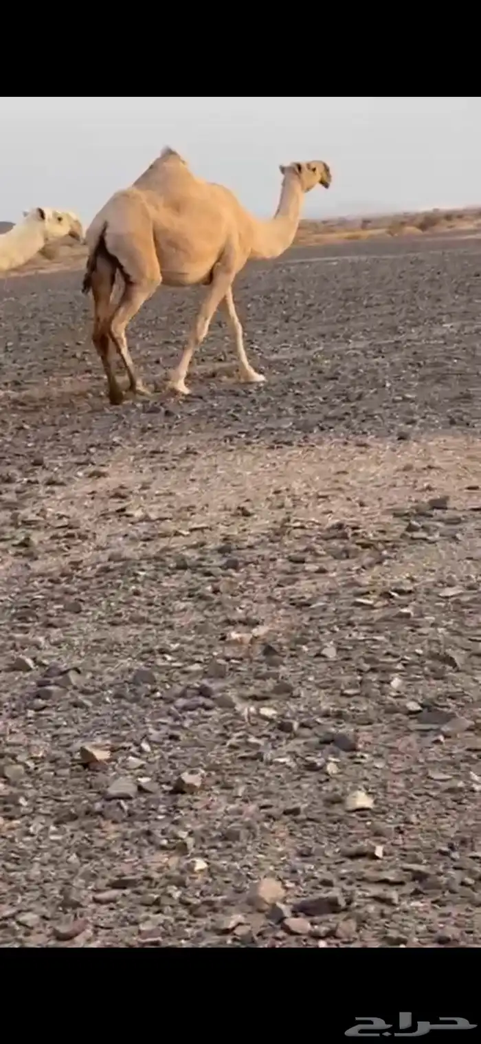 للبيع لقحة شقحا 1