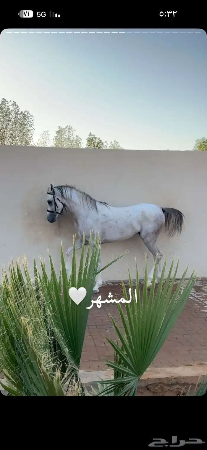 حصان عربي واهو 1