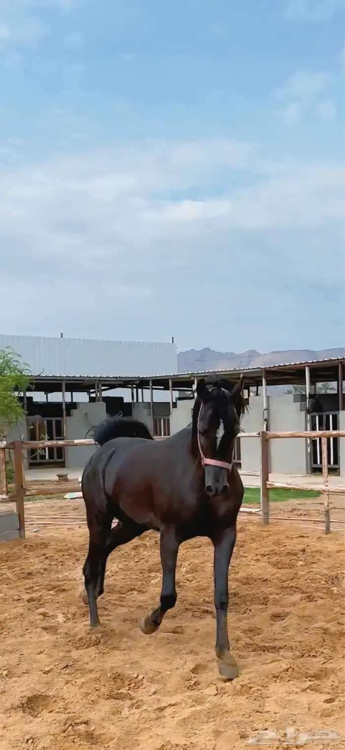 حصان ورق فاخر 2