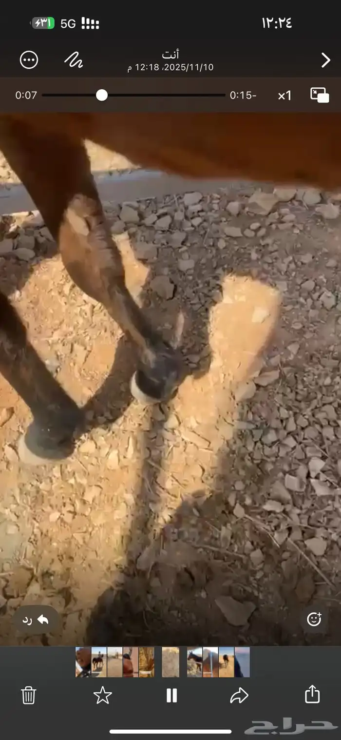 فرس شعبيه لقاح 4 شهور 7