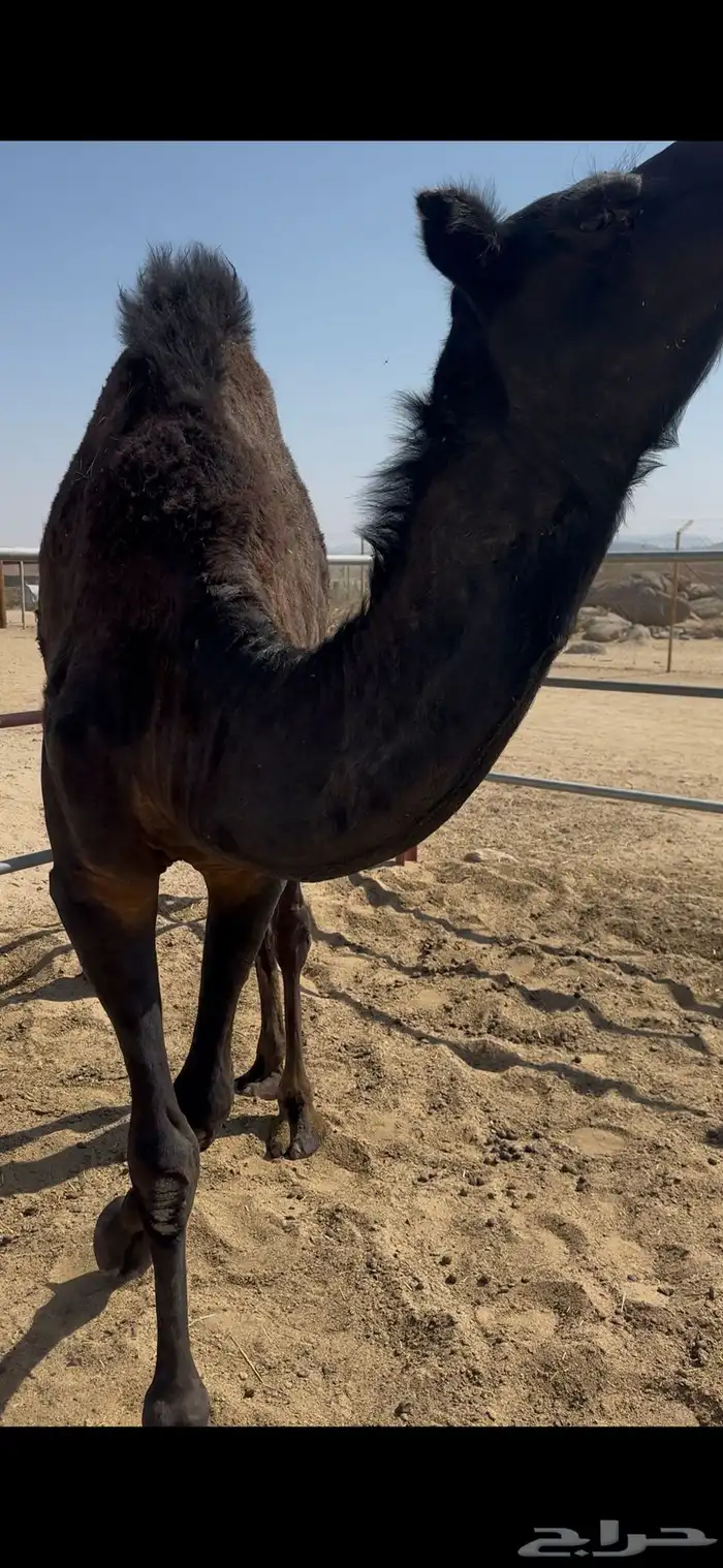 بكرة مفرودة 2