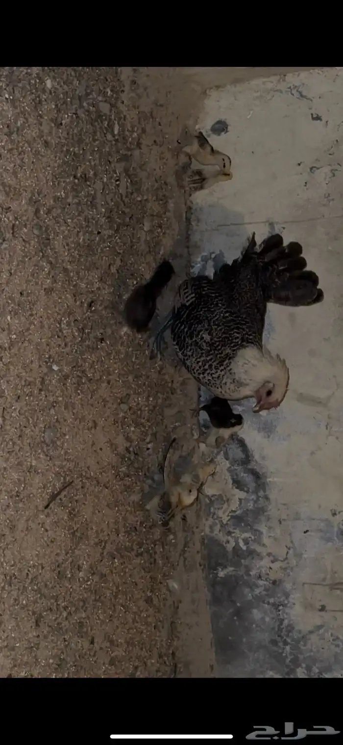 دجاجه معها 9 صيصان للبيع 3
