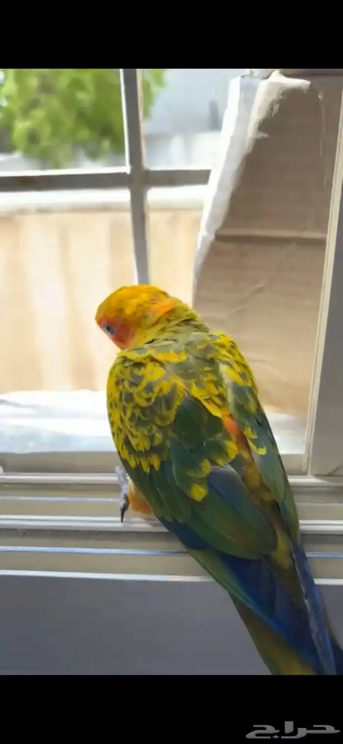 فرخ صن كنيور 1