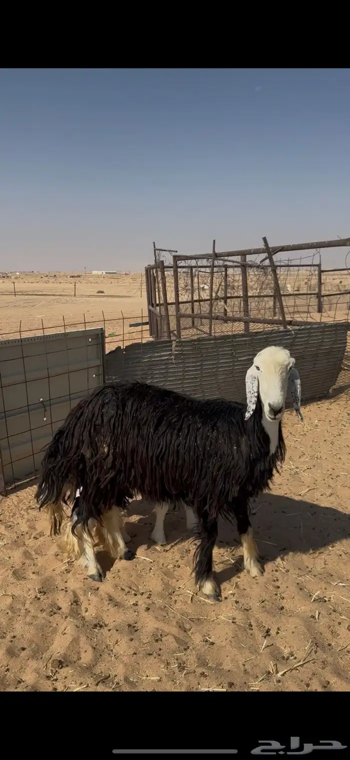 شاه نجدي خلفه رباع 2