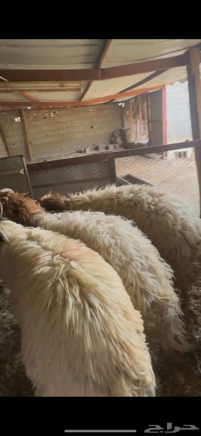 خرفان ذبايح تمايم 0