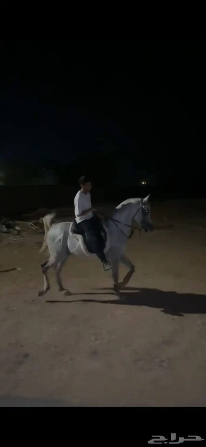 حصان شعبي حار على يدك 6