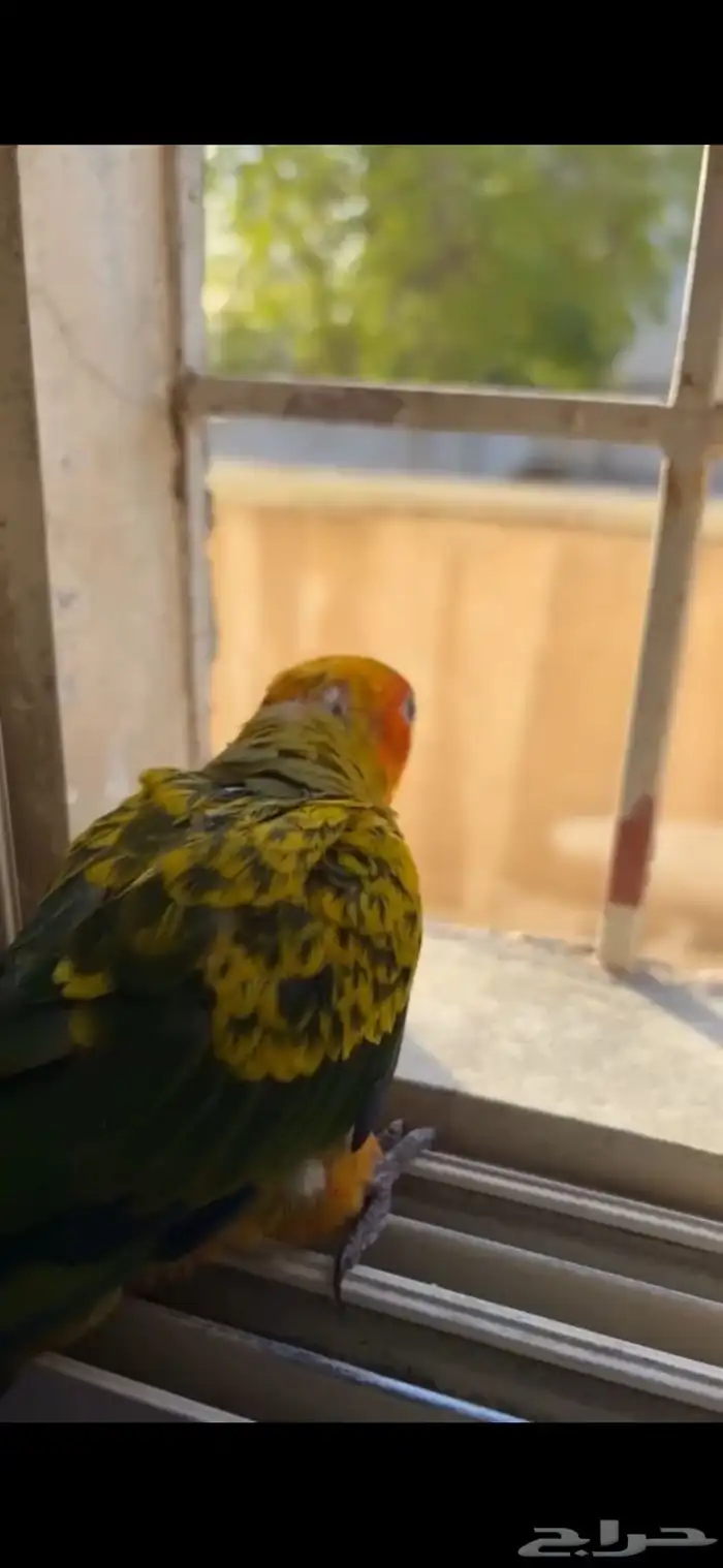 فرخ صن كنيور 3