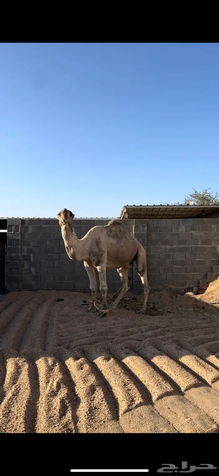 بعير للبيع 2
