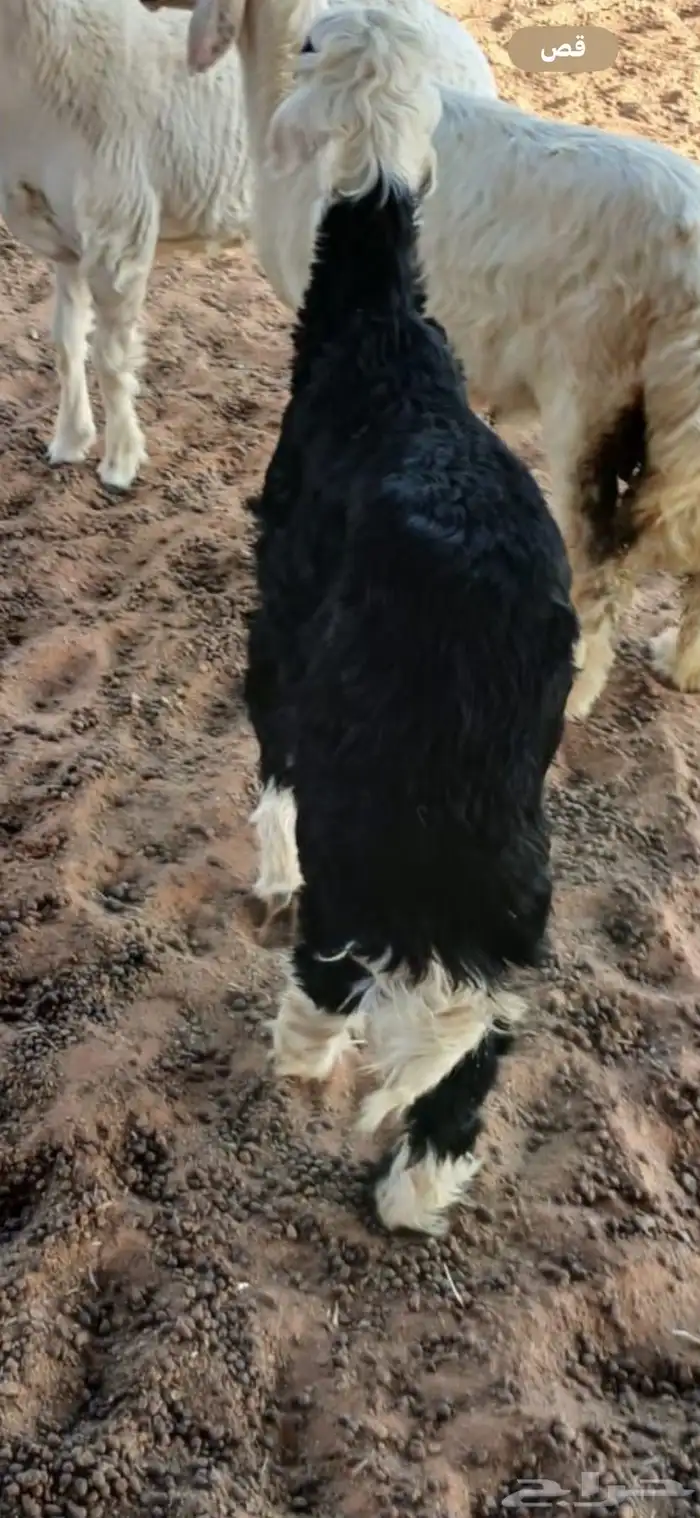 خروف نجدي 2