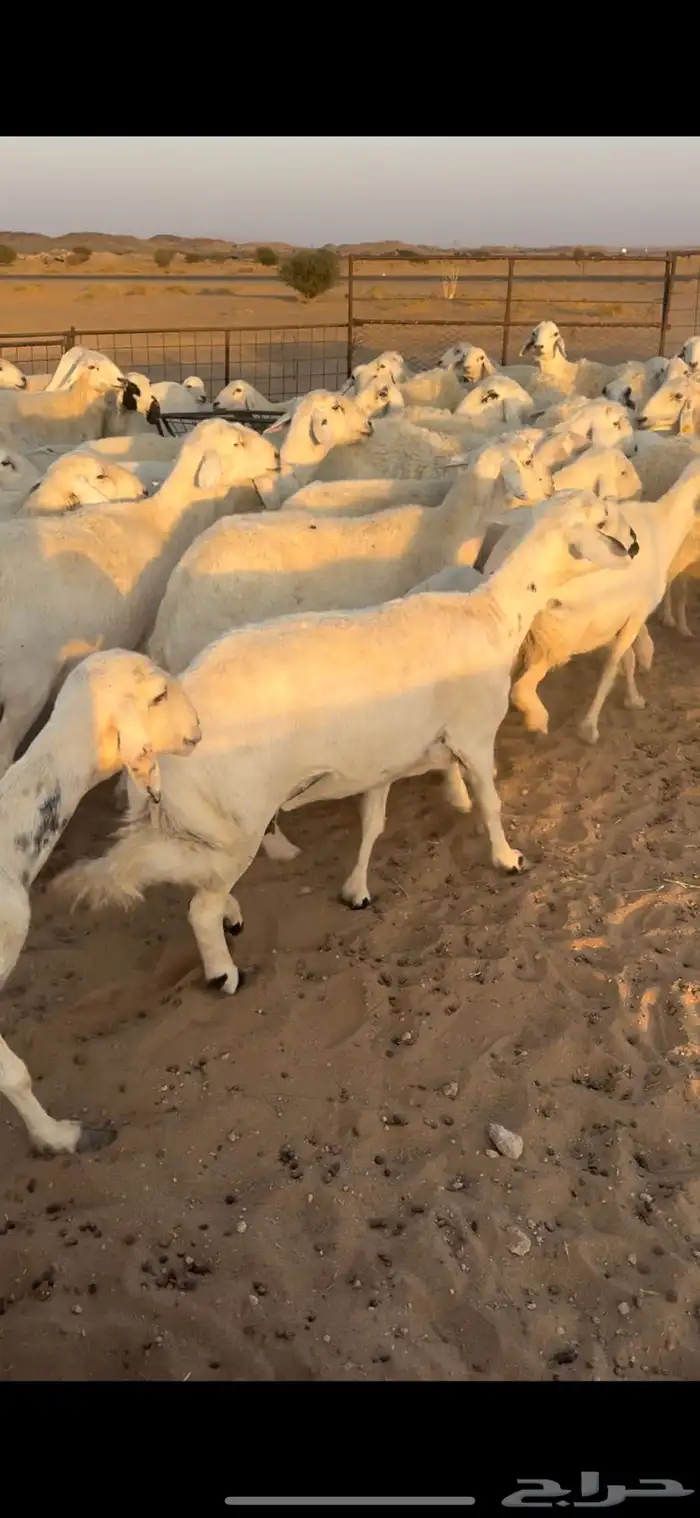 غنم حريه مراح السوم 900 1