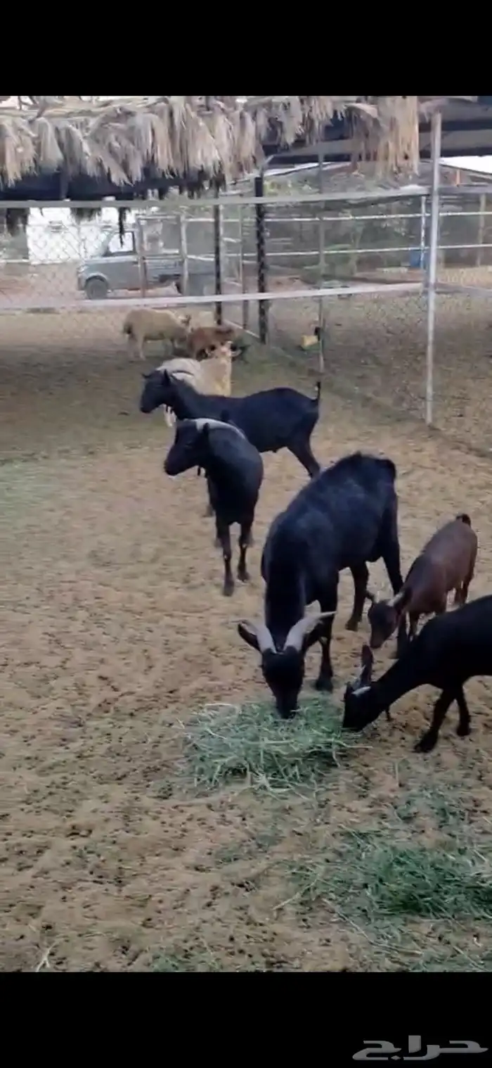 تيوس بورقت للبيع 0