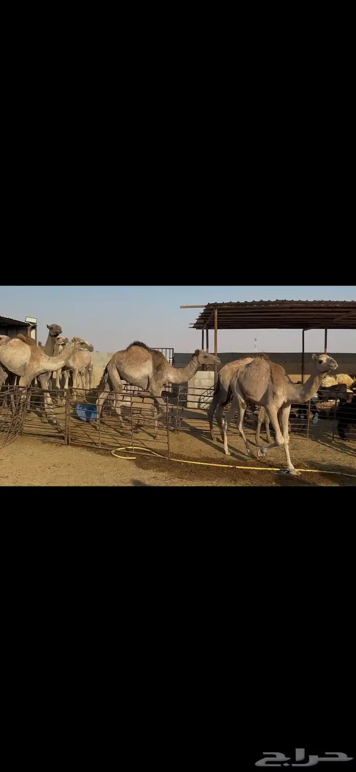 حشو صومالي مربوط 2