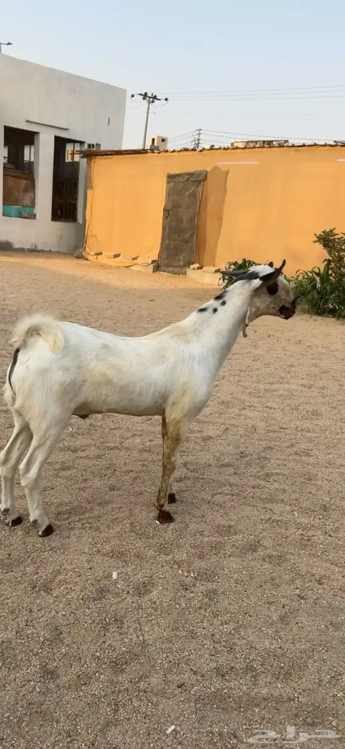 مشروع فحل بيشي. 1