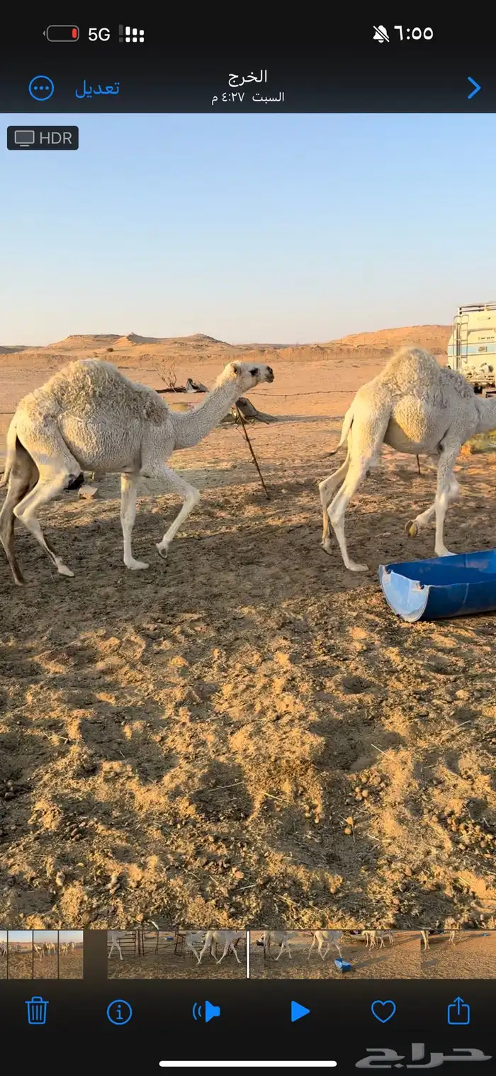 قعدان ذبح للبيع 0