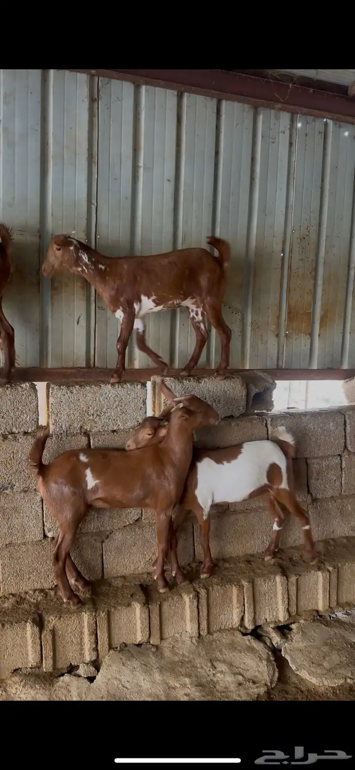 جفير للبيع 2