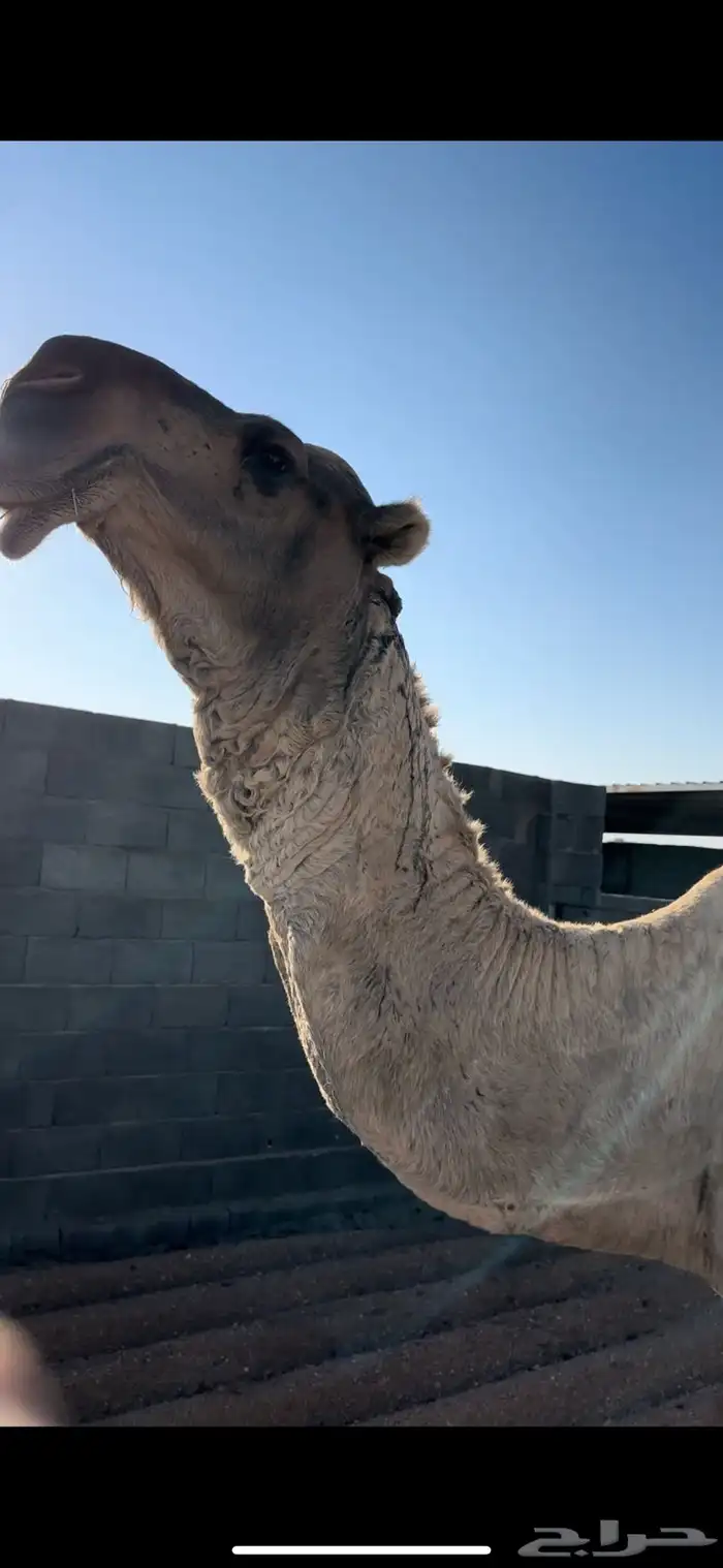 بعير للبيع 5