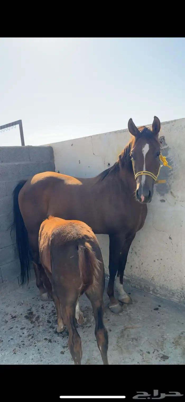 فرس تنافس الواهو ( شعبية ) 3