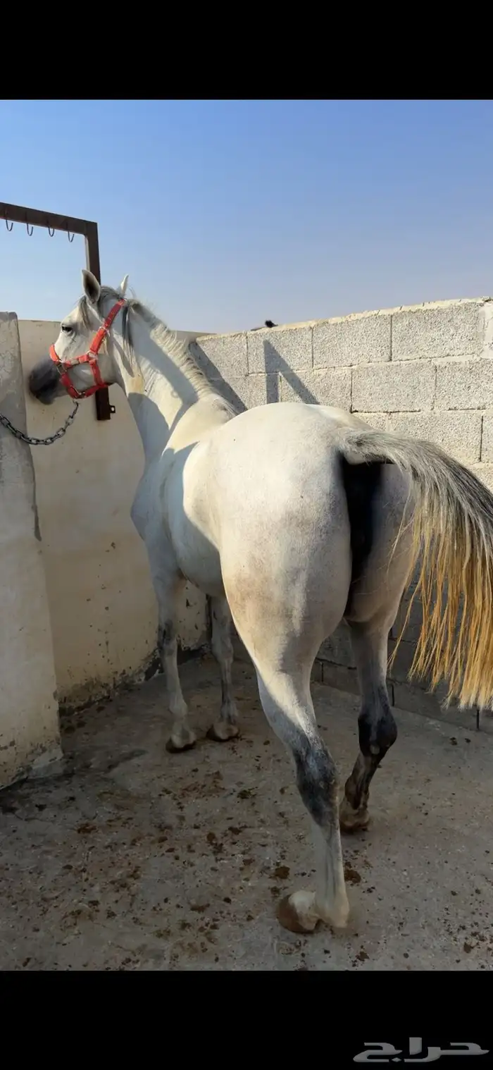 فرس تنافس الواهو ( شعبية من خيول نجد ) 4